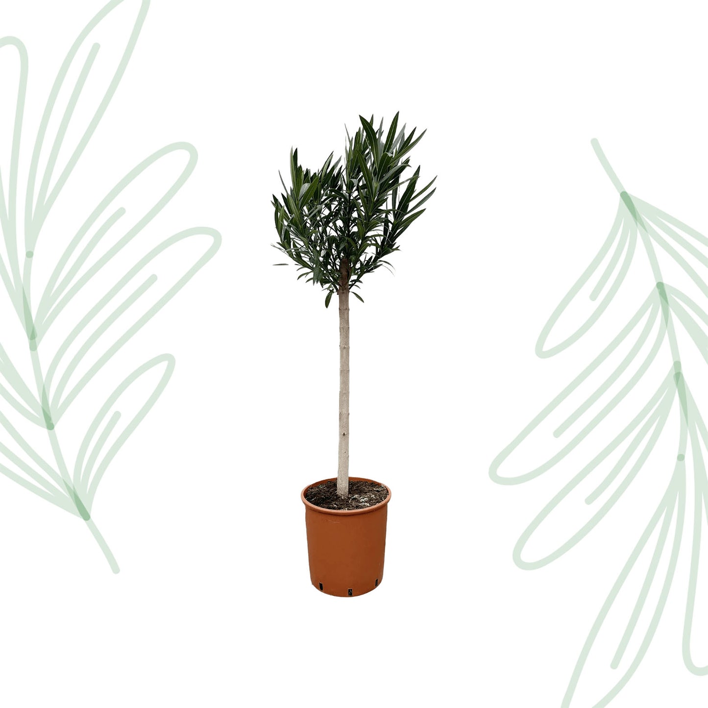 Nerium Oleander op stam met roze bloem - 170 cm - Forest Plants
