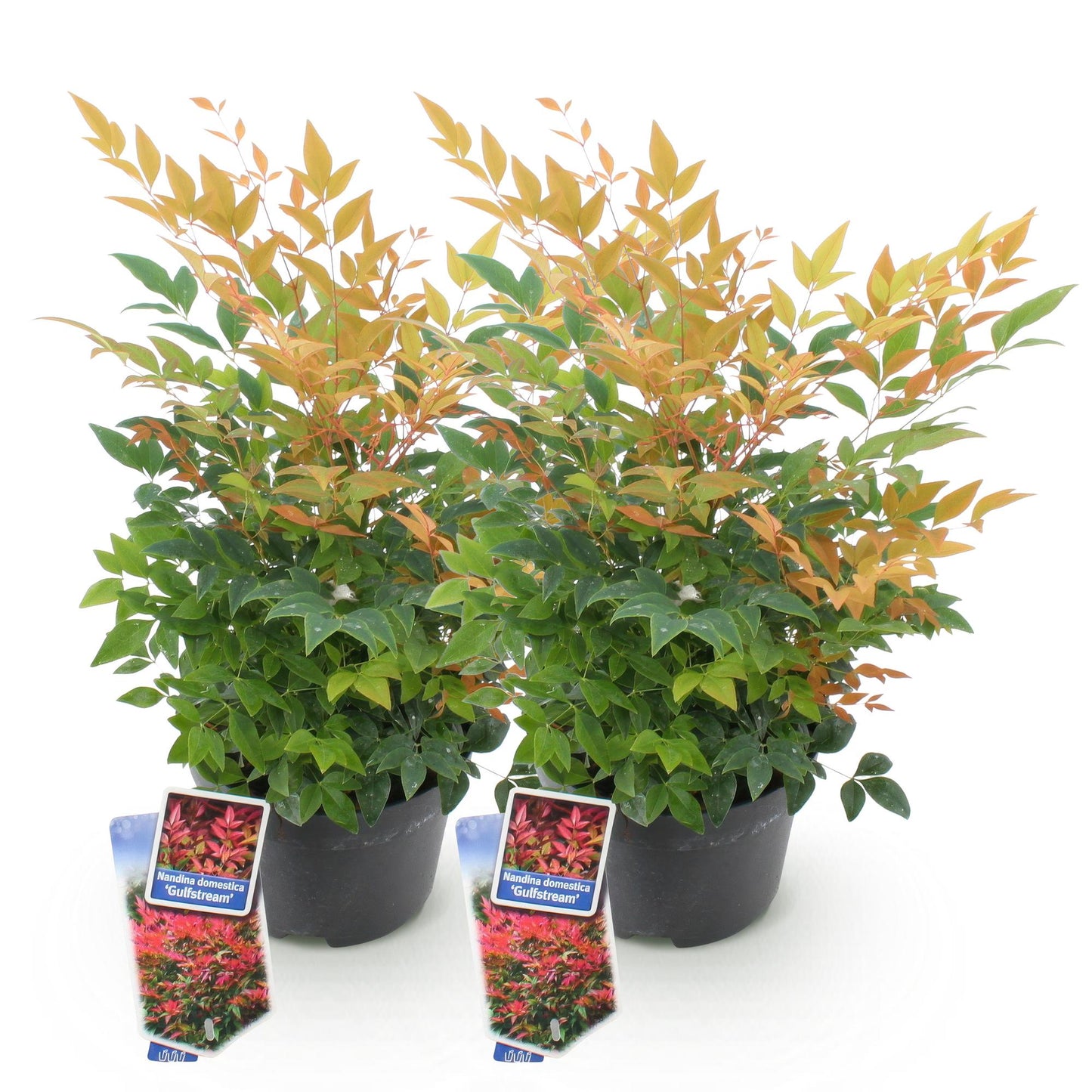 Tuinplant - Nandina Gulfstream - 2 Planten - Weinig Onderhoud