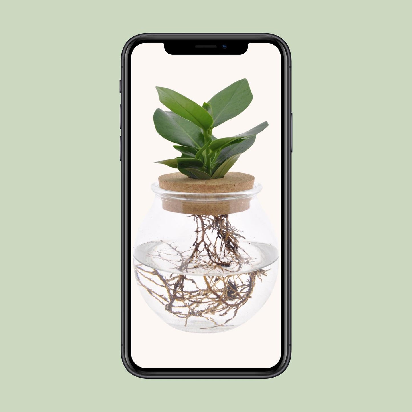 Clusia in Glass Jar + Click Cork