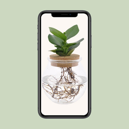 Clusia in Glass Jar + Click Cork