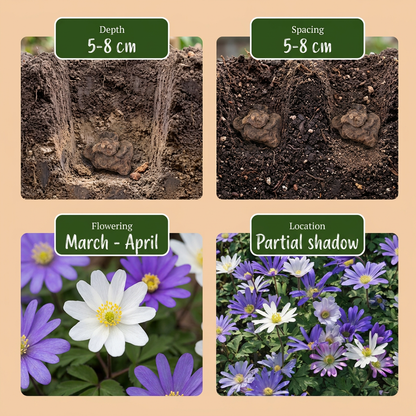 200x Anemone Blanda mix - Griekse anemoon mix - Diversen - Verwilderingsbol - Bolmaat 4/5