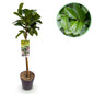 Plant on Stem - Prunus laurocerasus Etna® - Patio Plant - Hardy