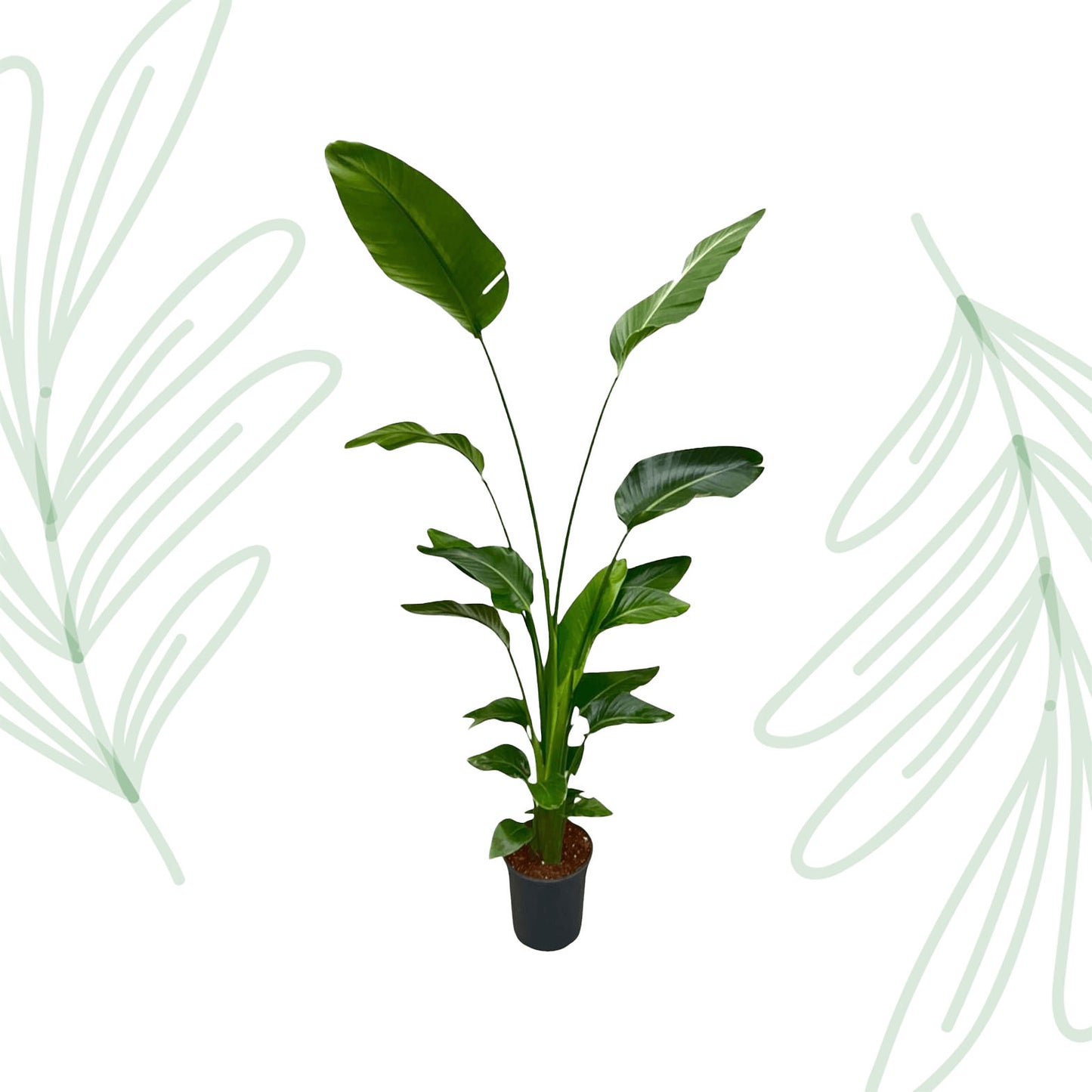 Strelitzia Nicolai - 170 cm - Forest Plants