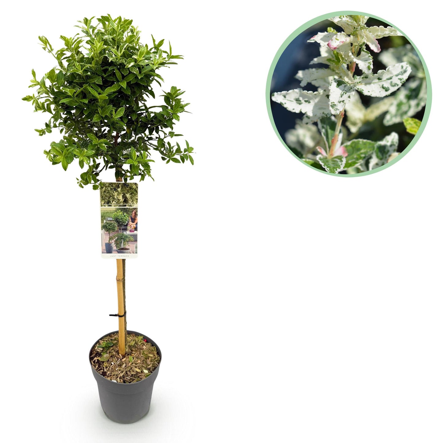 Plant op Stam - Euonymus fortunei Harlequin - Terras Plant - Winterhard