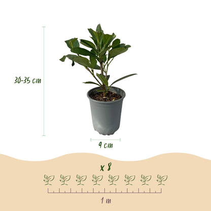 Haagplanten - Prunus laurocerasus Caucasica - 8 planten - 1 strekkende meter