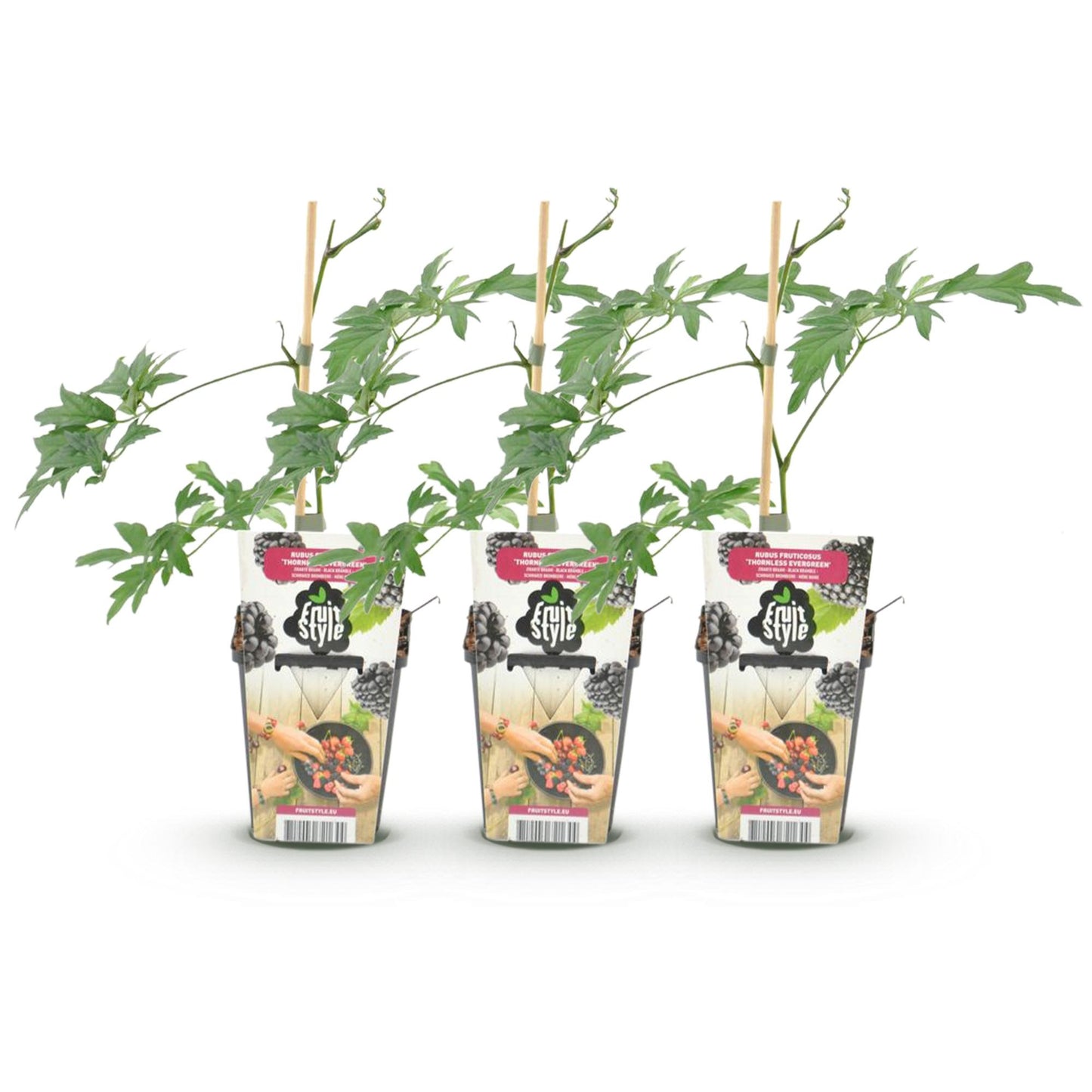 Groenblijvende Braam - Rubus Thornless Evergreen - Winterhard - 3 Planten