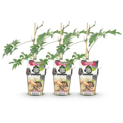 Groenblijvende Braam - Rubus Thornless Evergreen - Winterhard - 3 Planten