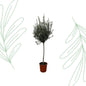 Olea Europaea op stam - 160 cm - Forest Plants