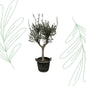 Olea Europaea Cultivo - 220 cm - Forest Plants