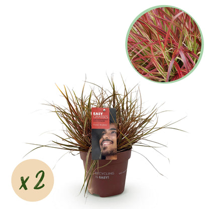 Ornamental Grasses - Uncinia rubra Everflame - 2 Plants