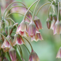 320x Allium Siculum - Siciliaanse honingklokje - Crème en Roze - Zomerbloeier - Bolmaat 10/12