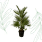Chamaerops Humilis - 130 cm