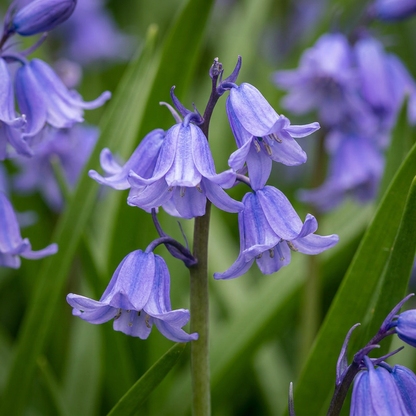 160x Hyacinthoides non Scripta - Wilde hyacint - Blauw - Verwilderingsbol - Bolmaat 7/8