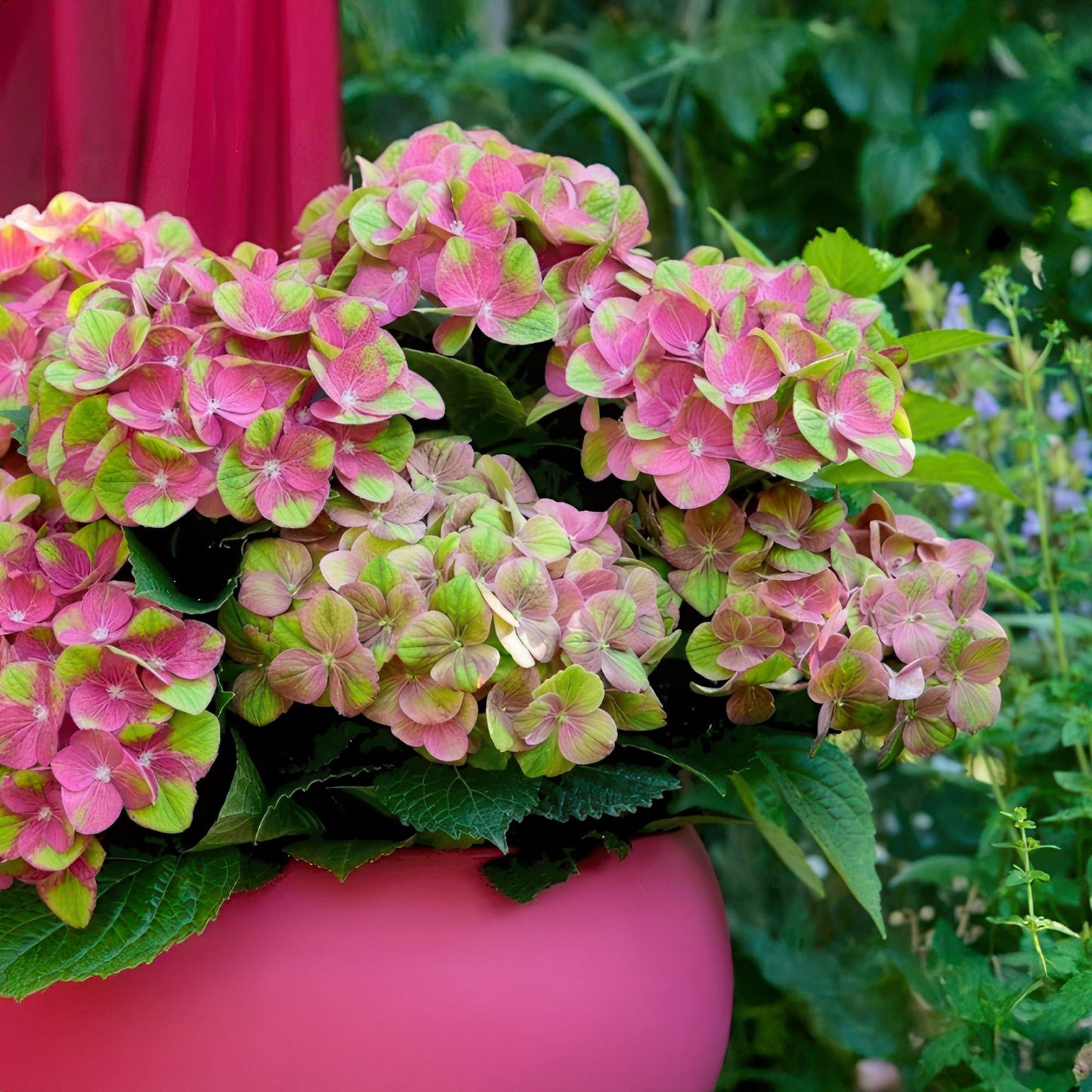 Terrasplant - Hortensia - Hydrangea Magical Green Fire - 6-10 Bloemen