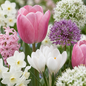 500x Bulb Garden Pink - Bollentuinroze - Diversen - Zomerbloeier - Bolmaat 10/12