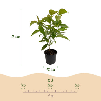 Garden Plant - Cornus mas - 3 Plants - Low Maintenance