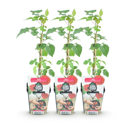 Taybes - Rubus Tayberry - Winterhard - 3 Planten
