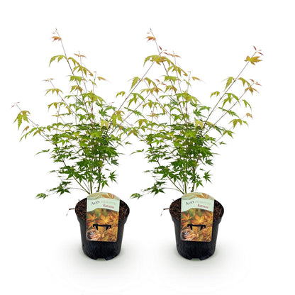 Terrasplant - Japanse Esdoorn - Acer palmatum Katsura - 2 Planten