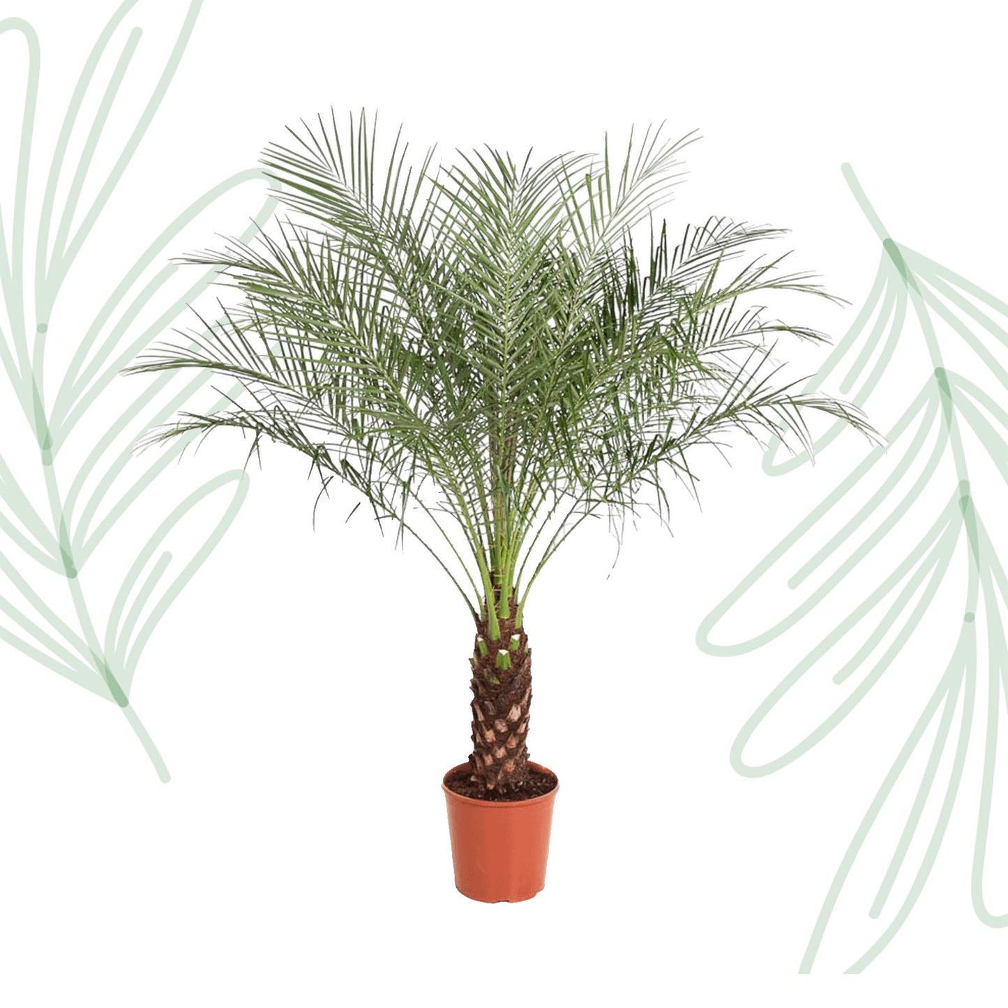 Phoenix Roebelenii - 160 cm - Forest Plants