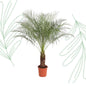 Phoenix Roebelenii - 160 cm - Forest Plants
