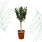 Nerium Oleander op stam met witte bloem - 110 cm - Forest Plants