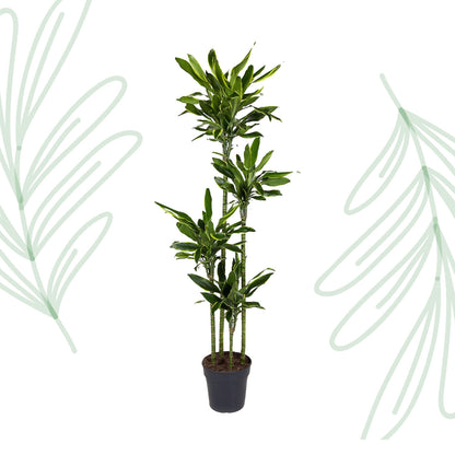 Dracaena Golden Coast - 170 cm - Forest Plants