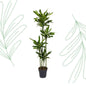 Dracaena Golden Coast - 170 cm - Forest Plants
