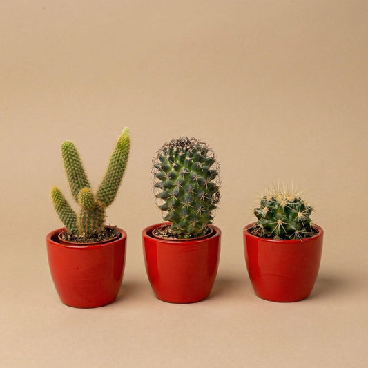 Cactussen set van 3 met rode mini pot