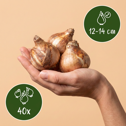 40x Narcissus Recurvus - Witte fakkelnarcis - Wit - Voorjaarsbloeier - Bolmaat 12/14