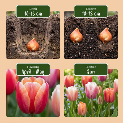 60x Tulipa Glowing with pride - Tulp Glowing with pride - Diversen - Voorjaarsbloeier - Bolmaat 11/12