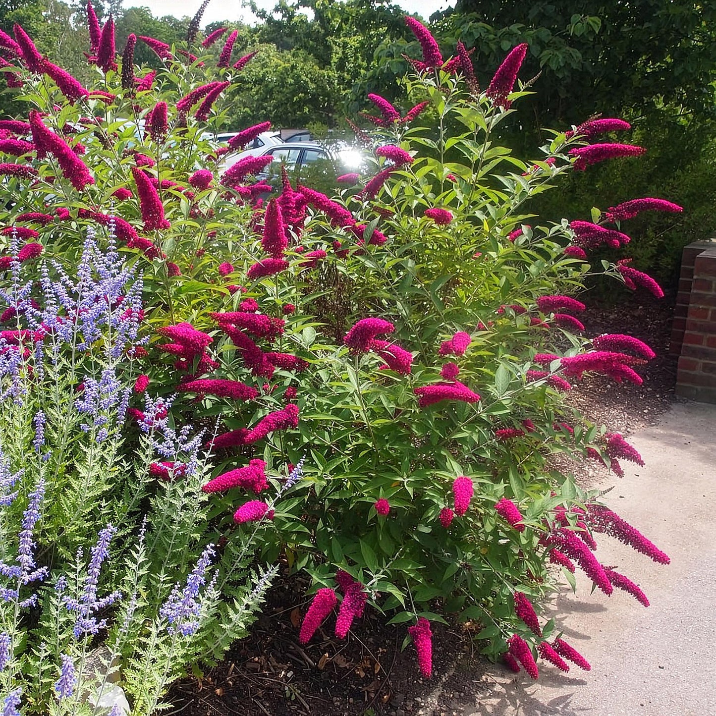 Tuinplant - Buddleja davidii Royal Red - Vlinderstruik - Winterhard