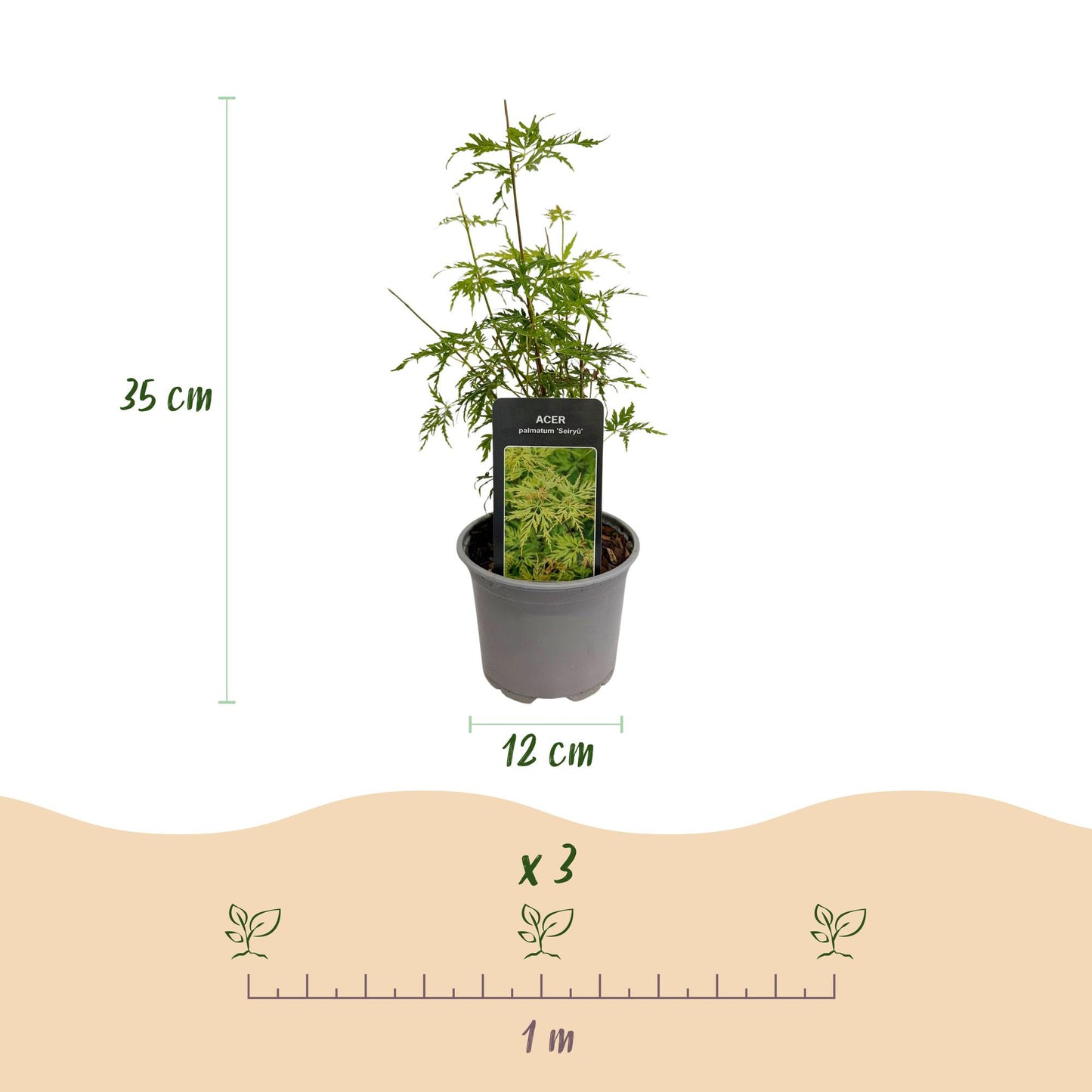 Tuinplant - Acer palmatum Seiryu - Weinig Onderhoud