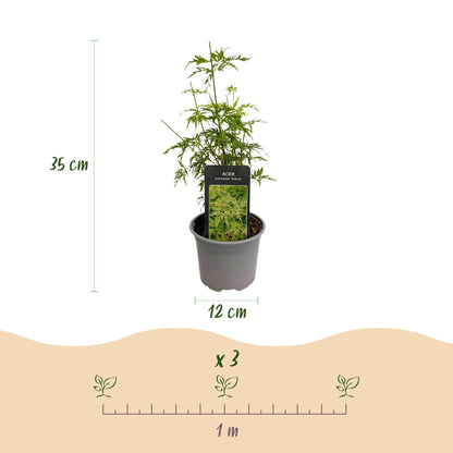 Tuinplant - Acer palmatum Seiryu - Weinig Onderhoud
