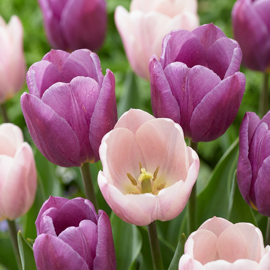 24x Tulipa Macron mix - Tulp Macron mix - Diversen - Voorjaarsbloeier - Bolmaat 11/12