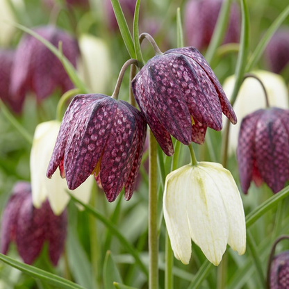 120x Fritillaria Meleagris Mix - Kievitsbloem mix - Paars en Wit - Verwilderingsbol - Bolmaat 6/7