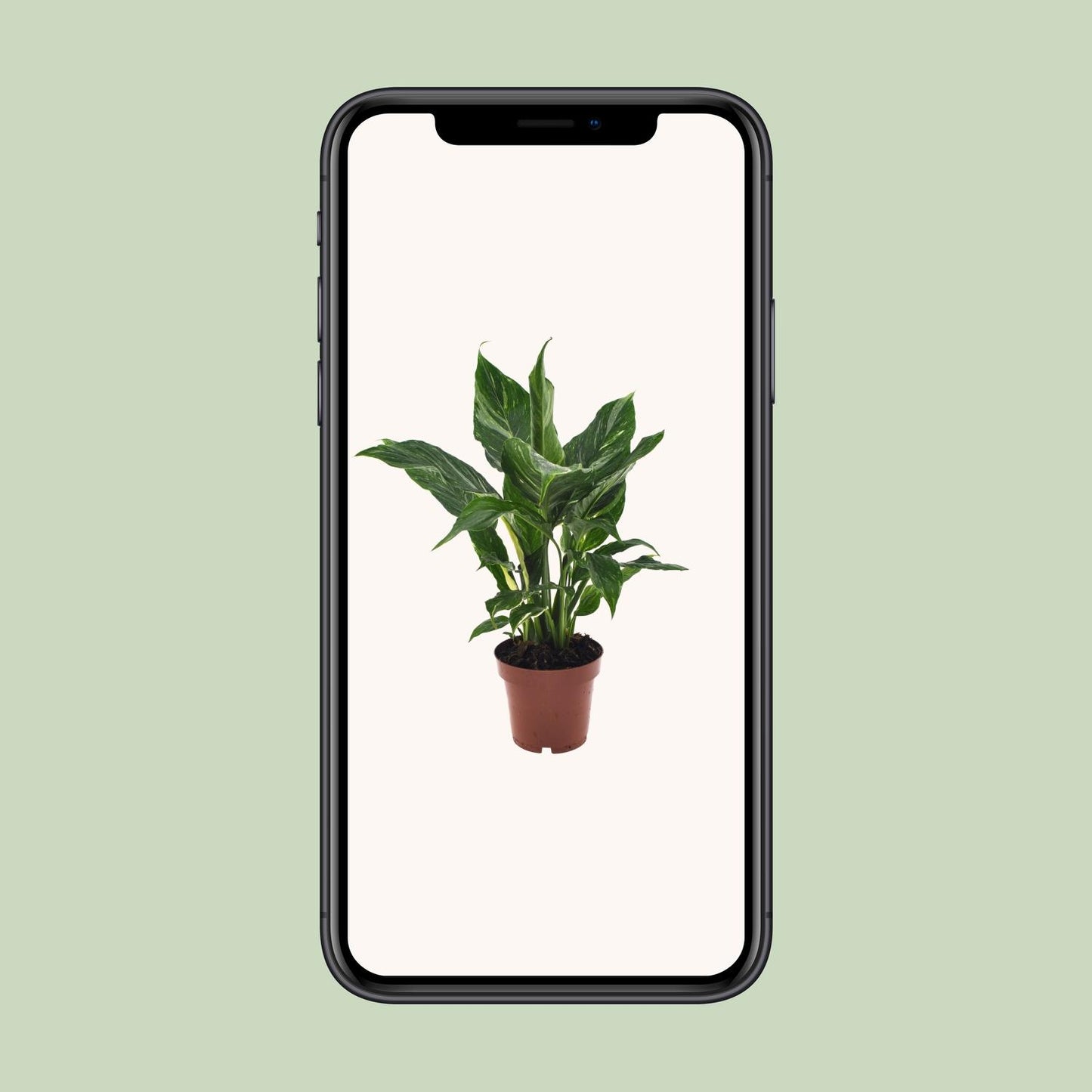 Spathiphyllum Diamond - 40 cm