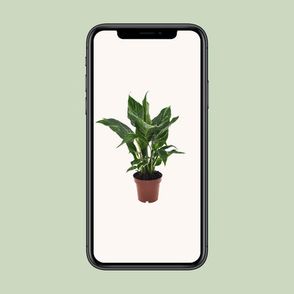 Spathiphyllum Diamond - 40 cm