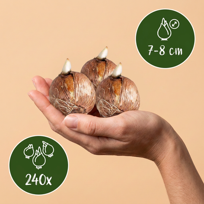 240x Crocus White - Witte krokus - Diversen - Verwilderingsbol - Bolmaat 7/8