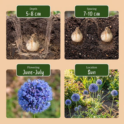160x Allium Caeruleum - Blauwe sieralui - Blauw - Zomerbloeier - Bolmaat 4/5