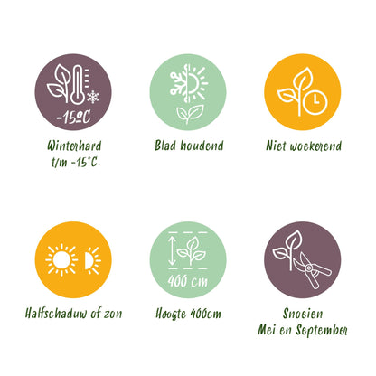 Haagplanten - Ligustrum ovalifolium Aureum - 8 planten - 1 strekkende meter