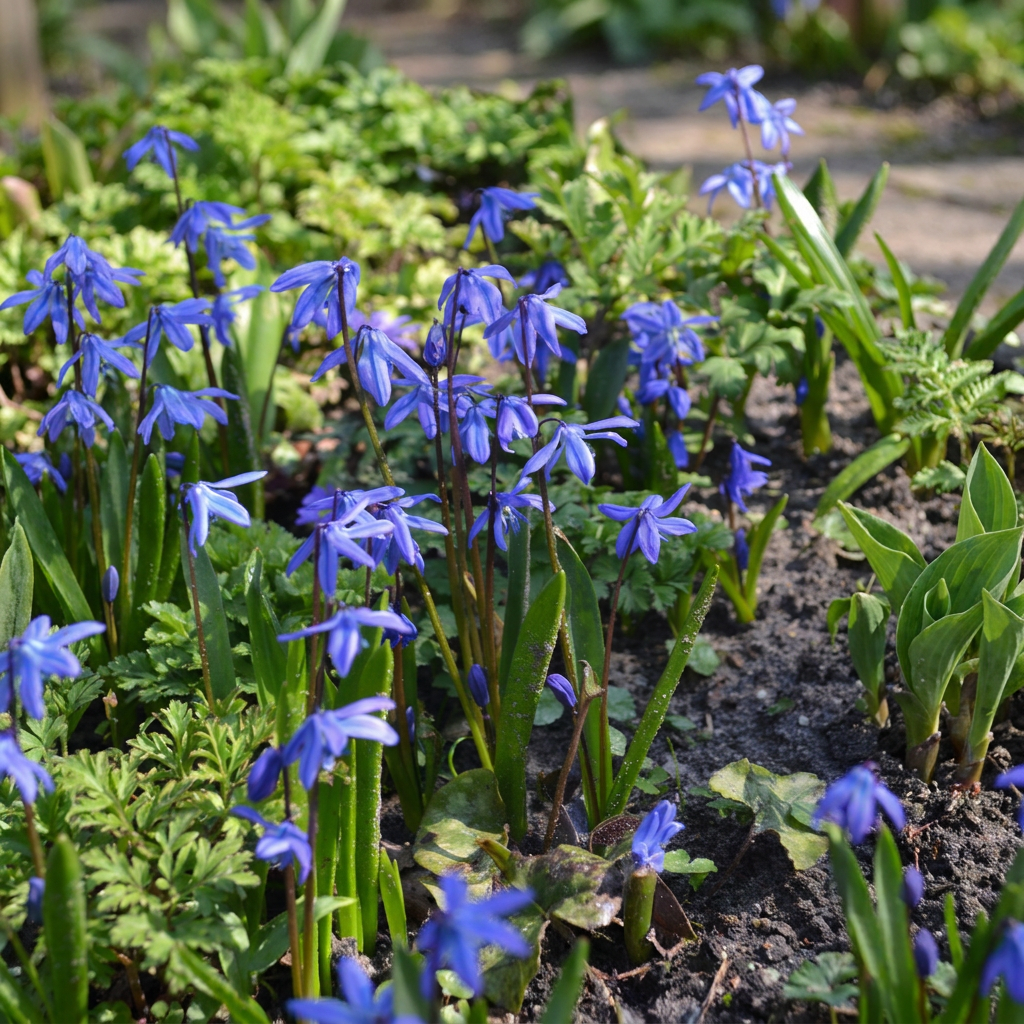 100x Scilla Siberica - Siberische sterhyacint - Blauw - Verwilderingsbol - Bolmaat 7/8