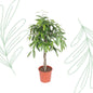 Ficus Amstel King gevlochten stam - 140 cm - Forest Plants