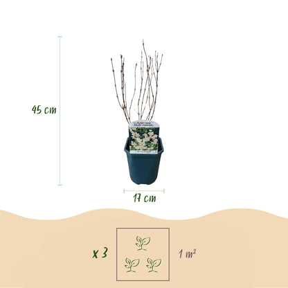 Heesters - Deutzia Gracilis - Weinig Onderhoud