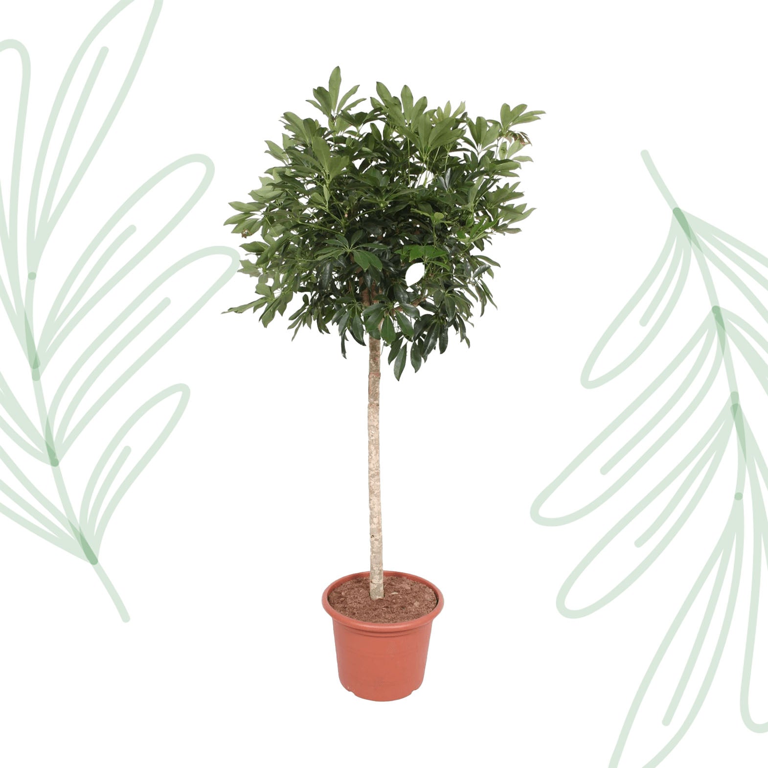 Schefflera Arboricola Compacta boom - 190 cm - Forest Plants