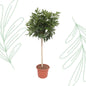 Schefflera Arboricola Compacta boom - 190 cm - Forest Plants