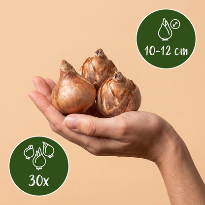 30x Narcissus Recurvus - Witte fazantoog - Wit - Voorjaarsbloeier - Bolmaat 10/12