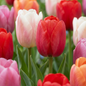120x Tulipa Glowing with pride - Tulp Glowing with pride - Diversen - Voorjaarsbloeier - Bolmaat 11/12