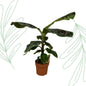 Musa (Bananenplant) - 80 cm
