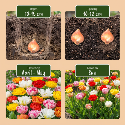 240x Tulipa Double mix - Gevulde tulp mix - Diversen - Voorjaarsbloeier - Bolmaat 11/13