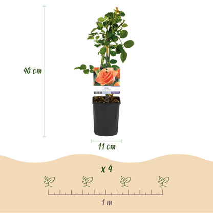 Klimroos - Rosa Orange Climber - Weinig onderhoud - 2 planten